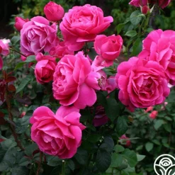 Grande Dame™><noscript><img width=