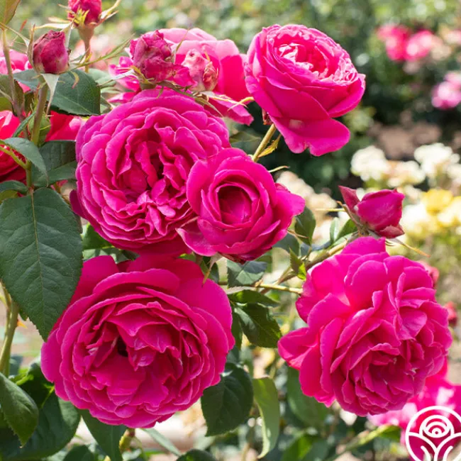 Grande Dame™>Heirloom Roses Online
