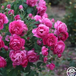 Grande Dame™><noscript><img width=