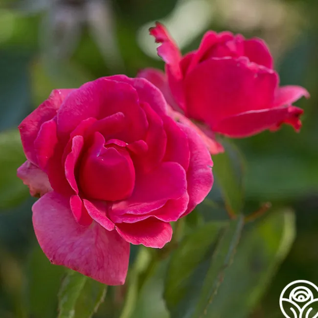 Grandma's Blessing>Heirloom Roses Sale