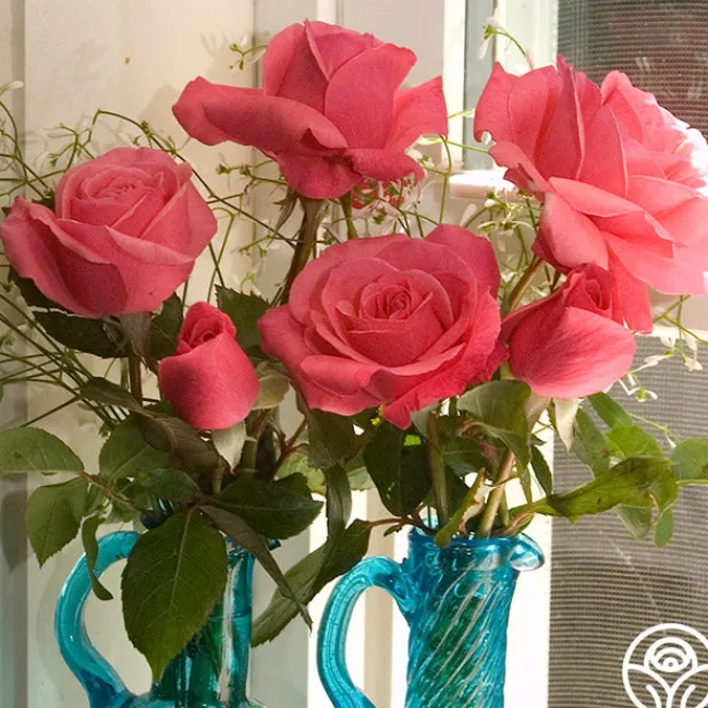 Grandma's Blessing>Heirloom Roses Sale
