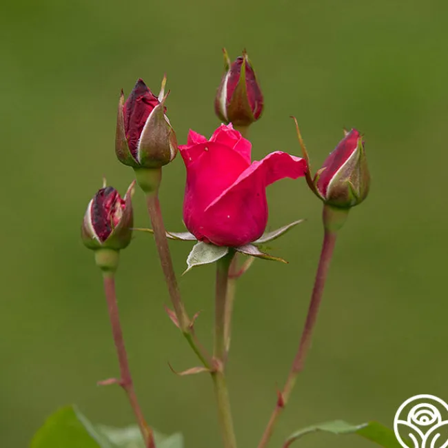Grandma's Blessing>Heirloom Roses Sale