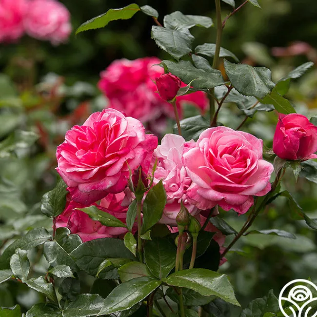 Grandma's Blessing>Heirloom Roses Sale