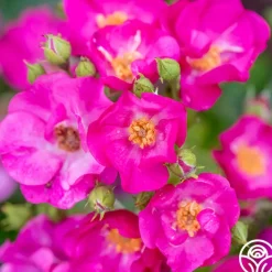 Grape Jelly™>Heirloom Roses Clearance
