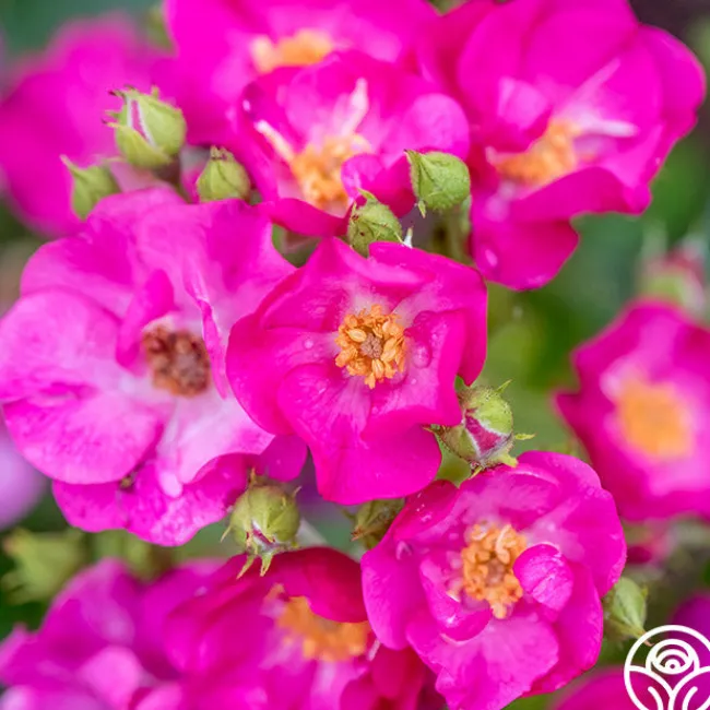 Grape Jelly™>Heirloom Roses Clearance