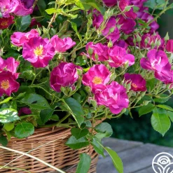 Grape Jelly™>Heirloom Roses Clearance