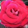 Grateful Heart™>Heirloom Roses New