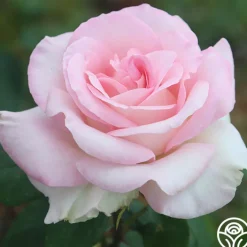 Great Century>Heirloom Roses Best