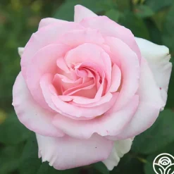 Great Century>Heirloom Roses Best