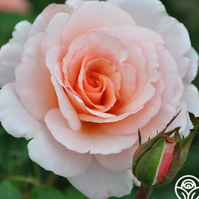 Great Expectations>Heirloom Roses Best