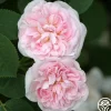 Great Maiden's Blush>Heirloom Roses Best