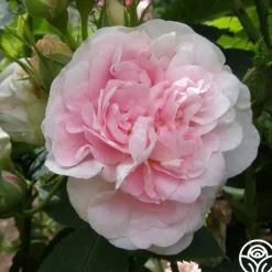 Great Maiden's Blush>Heirloom Roses Best