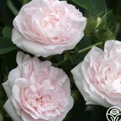 Great Maiden's Blush><noscript><img width=