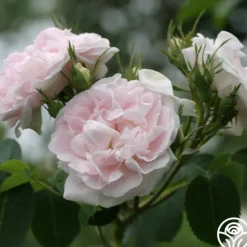 Great Maiden's Blush><noscript><img width=
