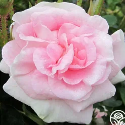 Great Maiden's Blush><noscript><img width=