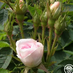 Great Maiden's Blush><noscript><img width=