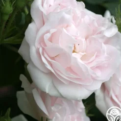 Great Maiden's Blush><noscript><img width=