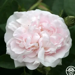 Great Maiden's Blush><noscript><img width=