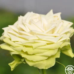 Green Romantica®>Heirloom Roses Online
