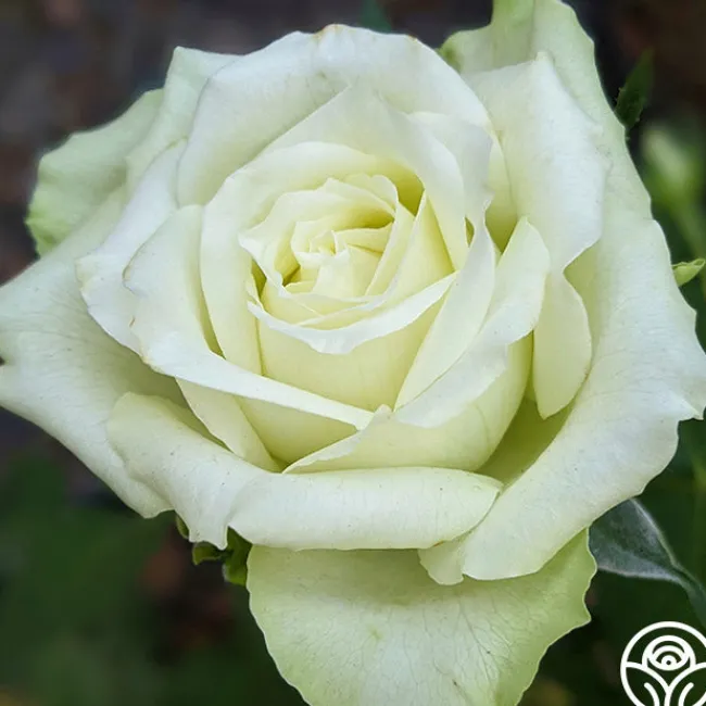 Green Romantica®>Heirloom Roses Online