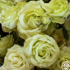 Green Romantica®><noscript><img width=