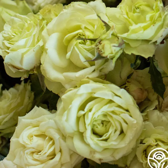Green Romantica®>Heirloom Roses Online