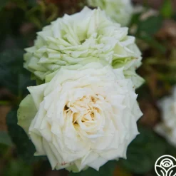 Green Romantica®><noscript><img width=