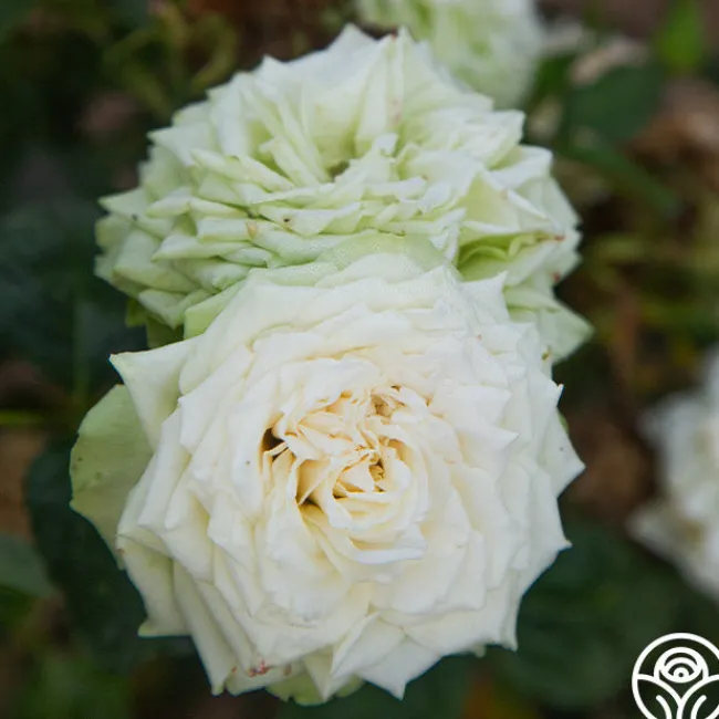Green Romantica®>Heirloom Roses Online