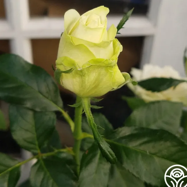 Green Romantica®>Heirloom Roses Online