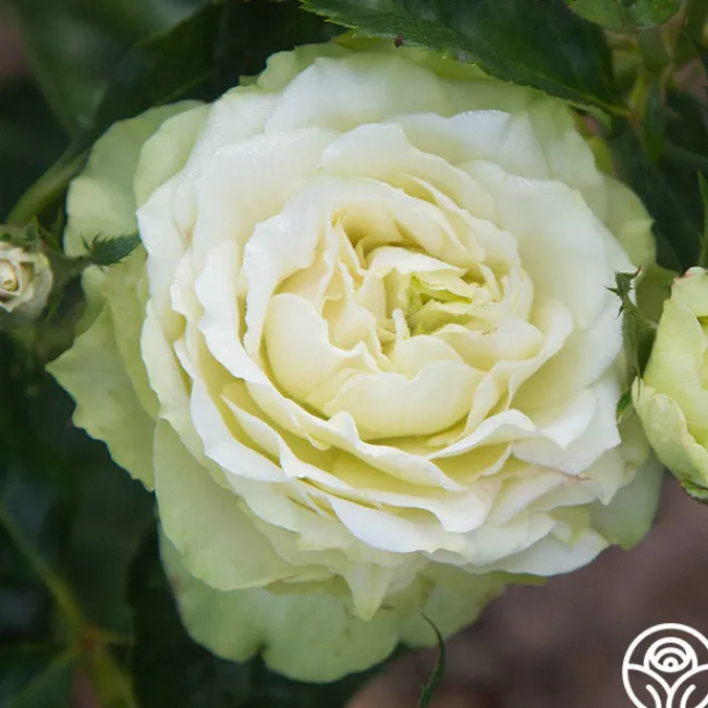 Green Romantica®>Heirloom Roses Online