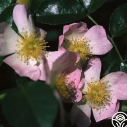 Green Snake®>Heirloom Roses