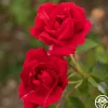 Griff's Red>Heirloom Roses Sale
