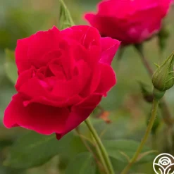 Griff's Red><noscript><img width=