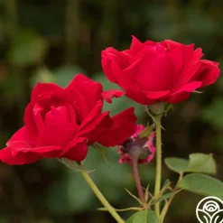 Griff's Red><noscript><img width=