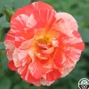 Grimaldi®>Heirloom Roses Sale
