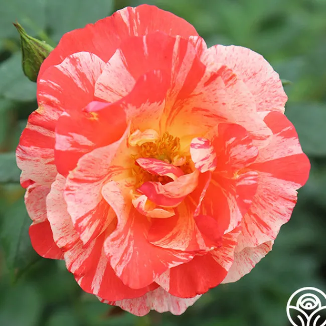 Grimaldi®>Heirloom Roses Sale
