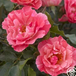 Grimaldi®>Heirloom Roses Sale