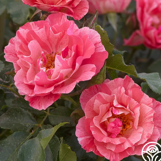 Grimaldi®>Heirloom Roses Sale