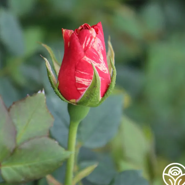 Grimaldi®>Heirloom Roses Sale
