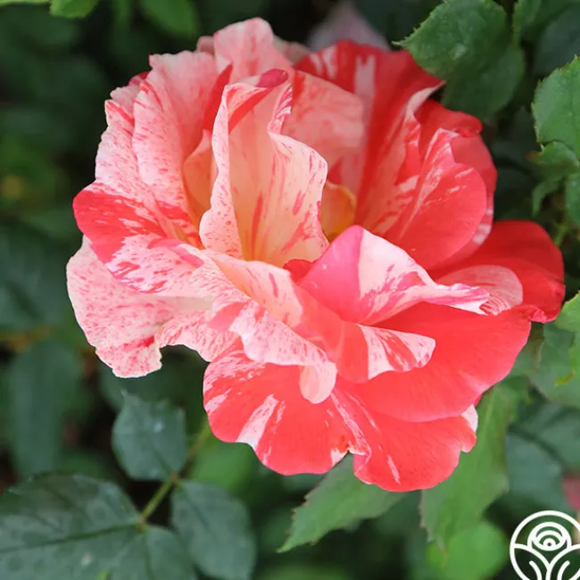 Grimaldi®>Heirloom Roses Sale