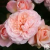 Gruss An Aachen>Heirloom Roses Hot