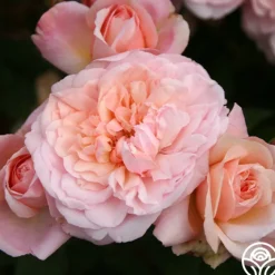 Gruss An Aachen>Heirloom Roses Hot
