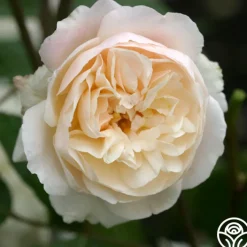 Gruss An Aachen>Heirloom Roses Hot