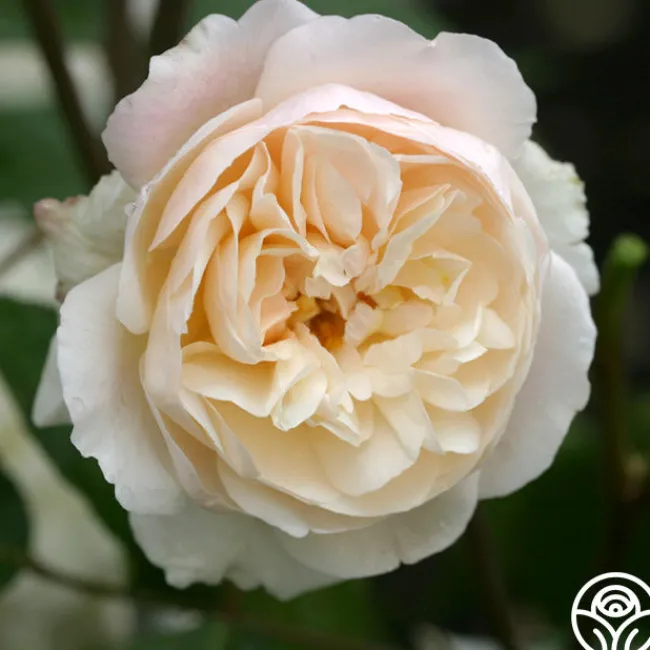 Gruss An Aachen>Heirloom Roses Hot