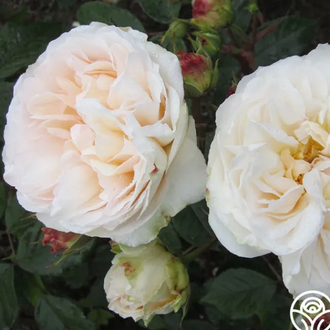 Gruss An Aachen>Heirloom Roses Hot