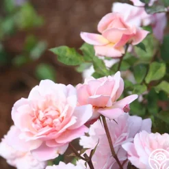 Gruss An Aachen><noscript><img width=
