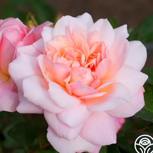Gruss An Aachen>Heirloom Roses Hot