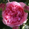Guy De Maupassant®>Heirloom Roses Clearance