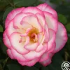 Handel>Heirloom Roses Online
