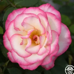Handel>Heirloom Roses Online